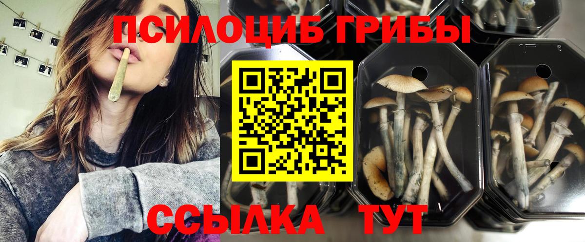 Аша  Псилоцибиновые грибы прущие грибы  как найти   Вход с VPN 